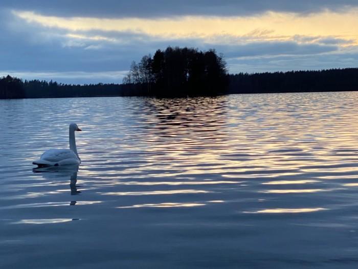 Joutsen ui järvessä auringon laskiessa.