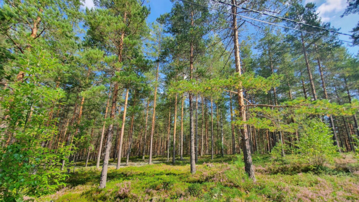 Mäntymetsää auringonpaisteessa.